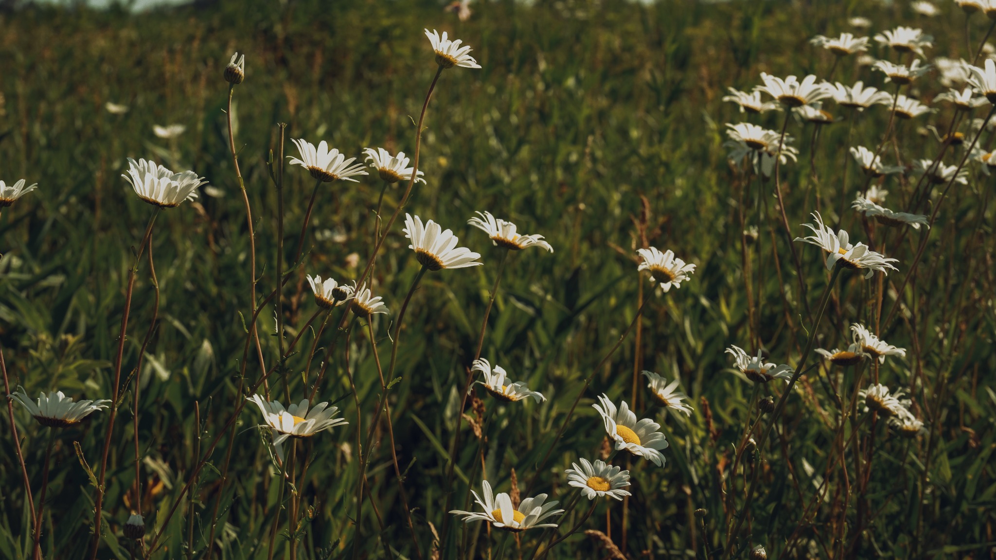 Daisies in warm afternoon light
